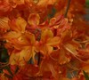 Orange Azalea's