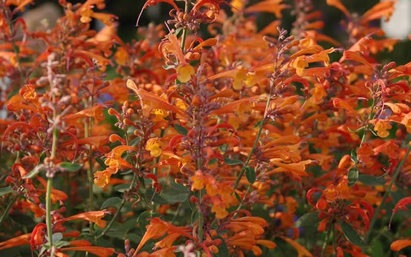 Orange Nectar Agastache Picture