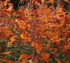 Orange Nectar Agastache