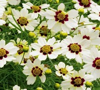 Snowberry Coreopsis Picture