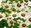 Snowberry Coreopsis