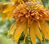 Marmalade Coneflower