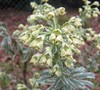 Tasmanian Tiger Euphorbia