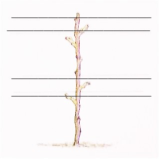 Pruning Grapes B Pruning Grapes B