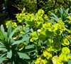 Blue Haze Euphorbia