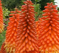 Flamenco Red Hot Poker Picture