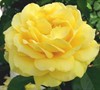 Julia Childs Rose Picture