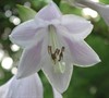 Komodo Dragon Hosta Lily