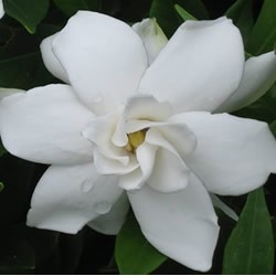Frost Proof Gardenia