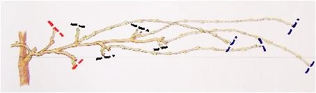 Pruning Grapes D Pruning Grapes D