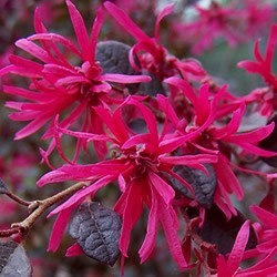 Purple Diamond Loropetalum
