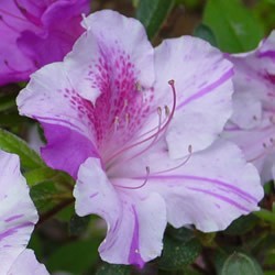 Autumn Twist Encore Azalea