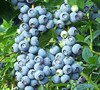 Brightwell Rabbiteye Blueberry