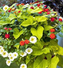 full sun annuals for containers