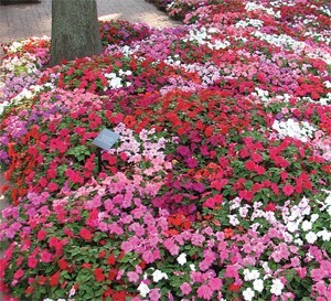 Mixed Super Elfin Imaptiens for shade