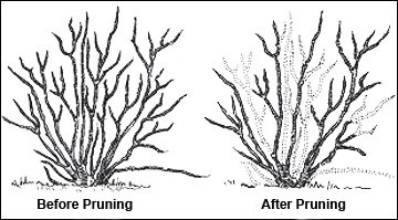 Pruning Blueberry Bush