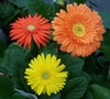 Funtastic Gerber Daisies