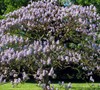 Empress Tree
