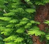 Peve Minaret Bald Cypress