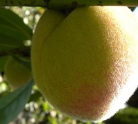 Babcock Semi Dwarf Peach Picture