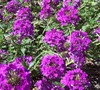 Homestead Purple Verbena