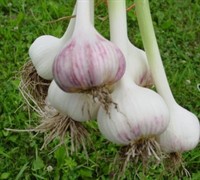 Spanish Roja Garlic Picture