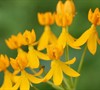 Silky Gold Butterfly Weed