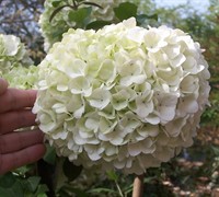 Chinese Snowball Viburnum Picture