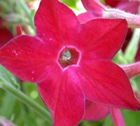 Starmaker Bright Red Nicotiana Picture