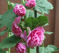 Chaters Double Rose Hollyhock Picture