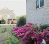 Azaleas along the back of our house