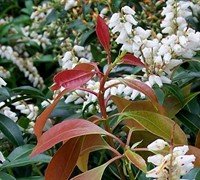 Scarlet Ohara Japanese Pieris Picture