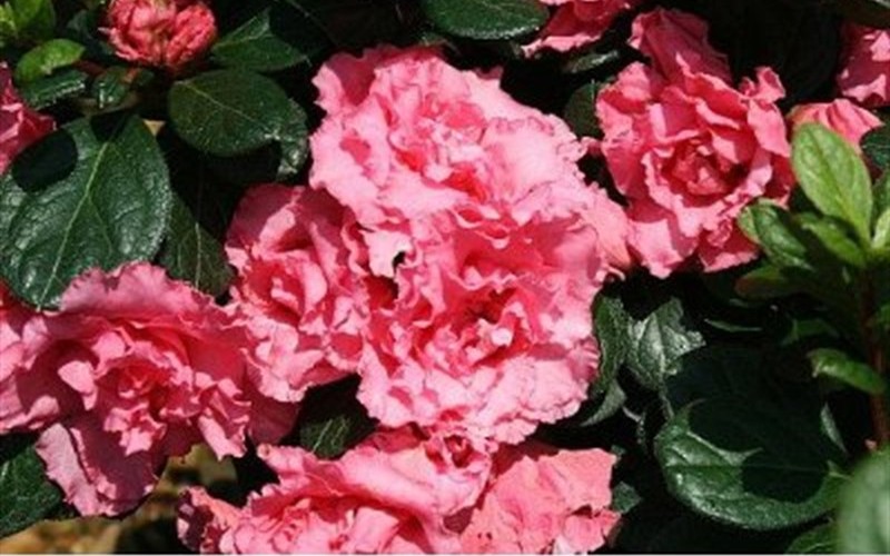 Bloom-A-Thon Azalea 'Pink'