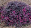 Purple Pixie Loropetalum