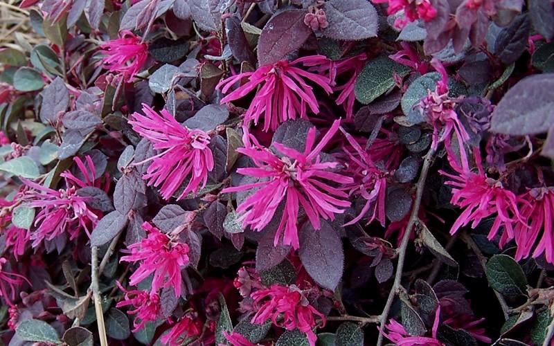Purple Pixie Loropetalum Picture