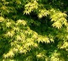Katsura Japanese Maple