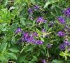 Sapphire Showers Duranta