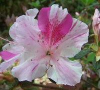 Autumn Twist Encore Azalea Picture