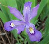 Dwarf Crested Iris