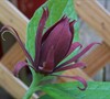Sweet Shrub