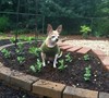 Keyhole Vegetable Garden Picture