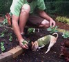 Keyhole Vegetable Garden Picture