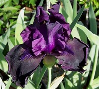 Hello Darkness Bearded Iris Picture