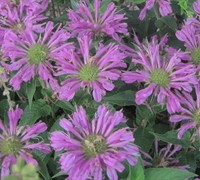 Petite Delight Bee Balm Picture