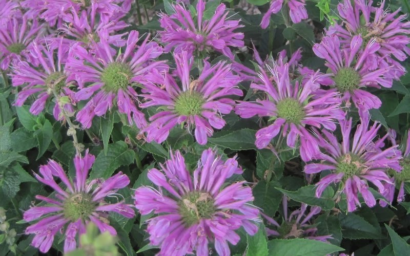 Petite Delight Bee Balm Picture