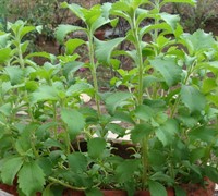 Stevia Picture