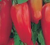 San Marzano Gigante Tomato