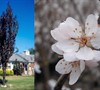 Crimson Pointe Flowering Plum