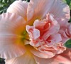 Siloam Double Classic Daylily