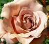 Koko Loco Floribunda Rose
